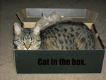 cat in the box