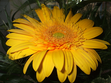 Yellow gerbera - nature, gerbera, yellow, flower