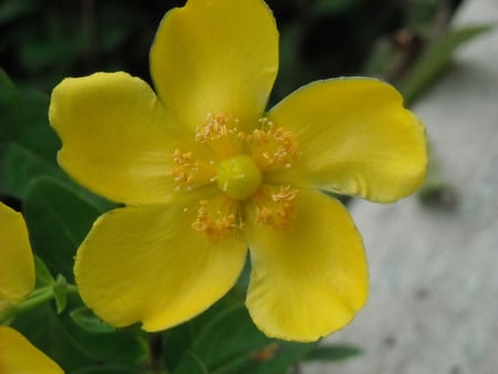 yellow spring flower - spring, flower, yellow, nature