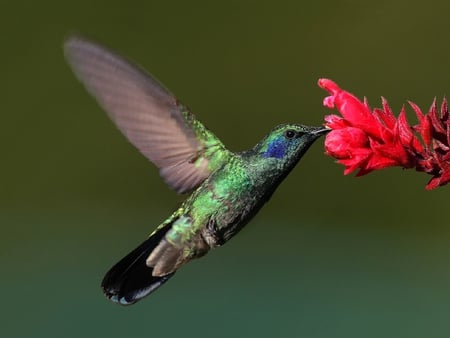 Humming Bird - bird, picture, beautiful, humming