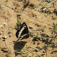 Sand Butterfly