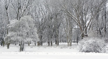 Winter Trees - limbs, winter, trees, snow