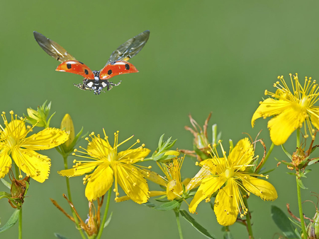 Ladybug in flight