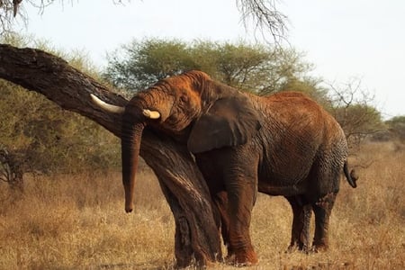 I Got a Itch - weeds, elephant, tree, sky