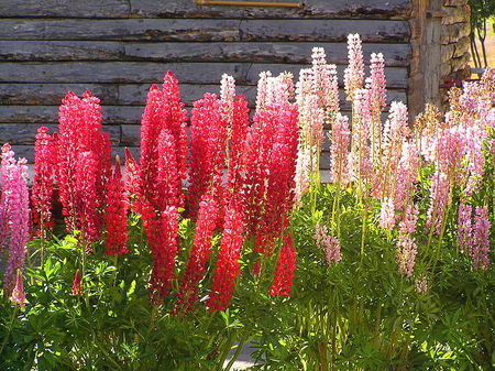 Splash of color - pink, red, lupins, peach, green, flowers, spring