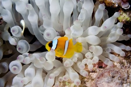 Under Water Life in the Red Sea - fish, white, rock, tenticles