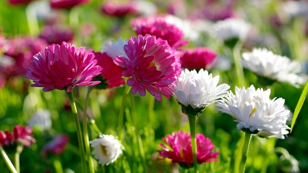 Pink and White Flowers - white, fresh, pink, beautiful, flowers, lovely