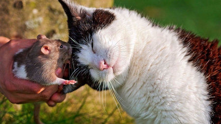 A Small Kiss - innocence, kiss, mouse, lovely, cat