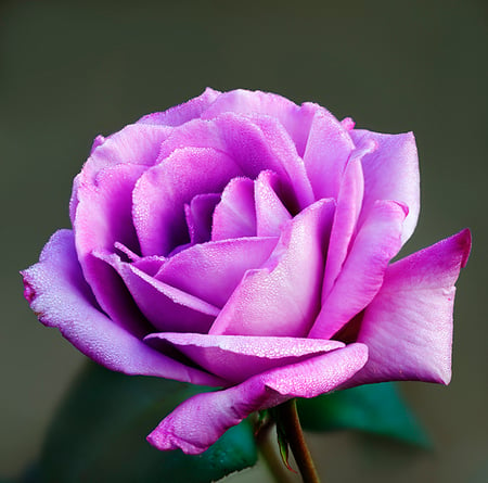 Purple Rose - purple, macro, beautiful, rose, dewy