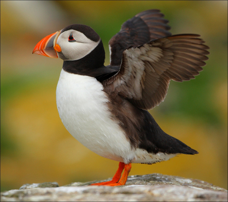 Atlantic Puffin - red beak, cute, puffin, bird, atlantic