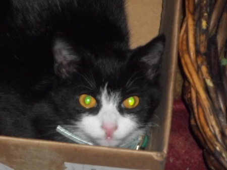 Loki says..It's my box - sweet, cat, box, cute