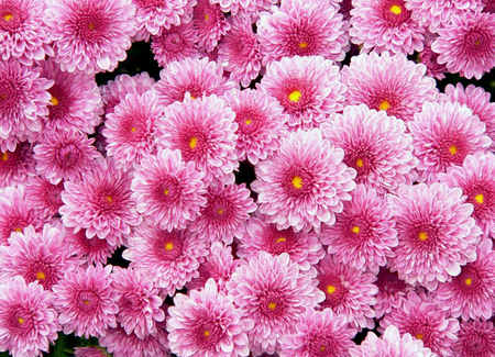 Pink flowers. - petal, nature, pink, plant, daisy, flower