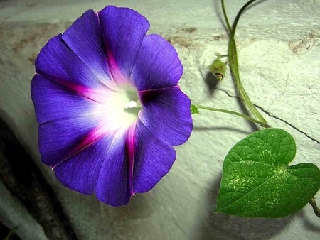 Ipomoea flower, (Morning glory). - climber, heart, morning glory, leaf, tendril, nature, petal, purple, convolvulus, ipomoea, flower