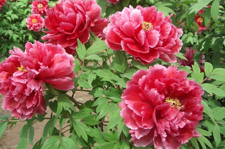 Red peonies. - red, flower, plant, leaf, nature, shrub, petal, green