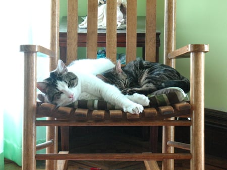 Bandit & Frankie - cute, cats, lovable, brothers