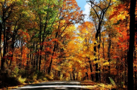 Autumn Trees - leaves, trees, road, autumn