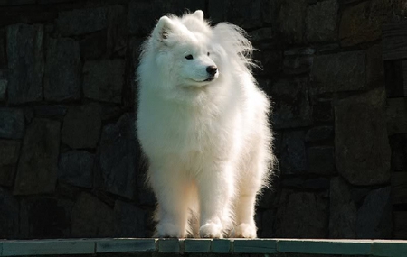 Sadie at the Pool - white, fur, pool, dog