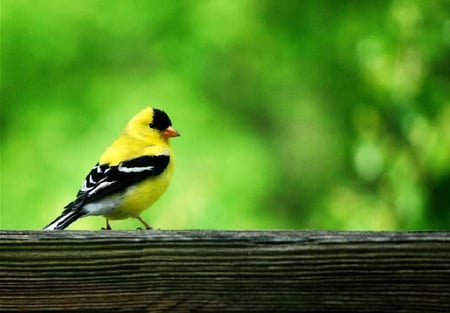 Male Goldfinch - male, bird, goldfinch, yellow