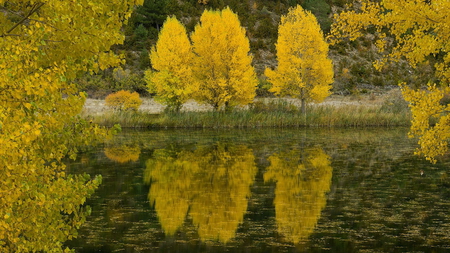 Lake Reflection - lake, forest, water, landscape