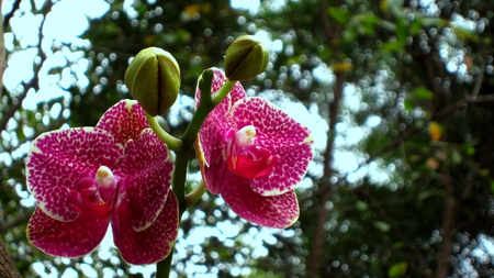 Phalaenopsis - phalaenopsis, flower, forest, mountain