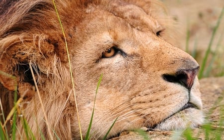 The King is Resting - stunning, large, head, resting, beautiful, lion, cat