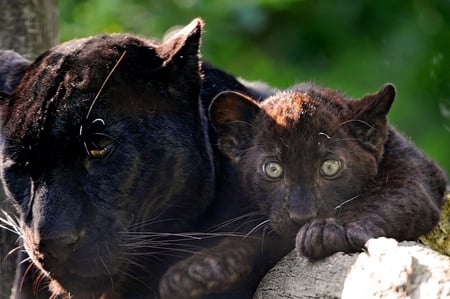 I'll Keep Watch Mum - large, leopard, black panthers, cub, beautiful, pair, faces