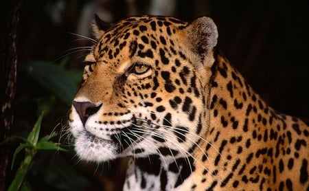 Watching - leopard, cat, portrait, beautiful, spots, head, large