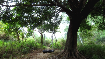 Swing - swing, rope, tree, tyre