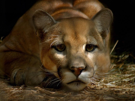 Panther close up - animal, feline, wildlife, panther