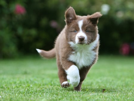 Dog enjoying the grass - nature, puppy, dog, animal, run