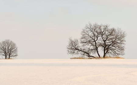 Winter - winter, nature, tree, landscape