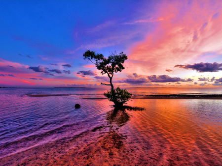 Romantic Sunset - sky, tree, nature, sea