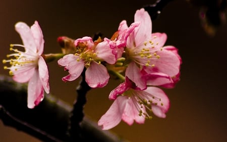 Pink flowers - bouquet, flower, pink, nature