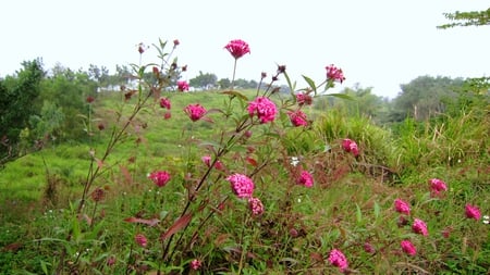 Pink flowers - pink, scenery, flowers, tree, mountain