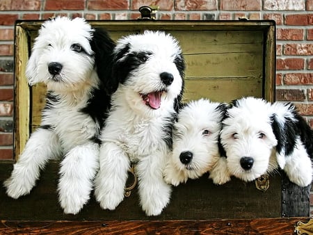 Cute black-white puppies - black, white, dogs, cute, four, adorable, puppies, sweet