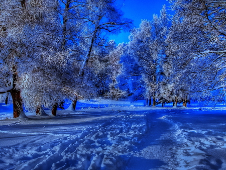 Beautiful winter - trees, winter, park, path, nature, forest, beautiful, blue, snow, winter day