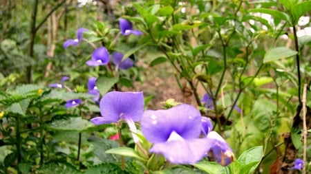 Purple flowers - flowers, purple, pretty, mountain