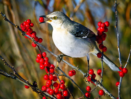 Mockingbird on branch - nature, mockingbird, red, branch, spring, bird