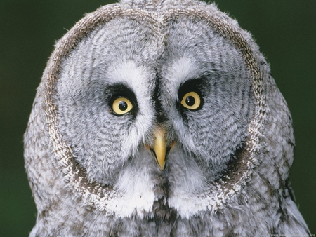 GIVE A HOOT DONT POLLUTTE - gorgeous, grey, owl, wise, bird