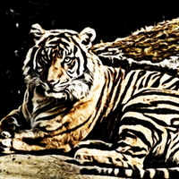 Tiger Etching