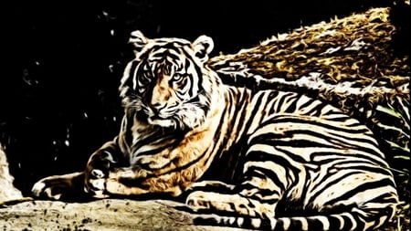 Tiger Etching - tigers, cats, wild, animals