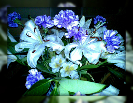 Rhapsody in blue - picture, elegant, moody, flower