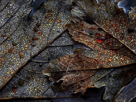 Drops on leaves. - nature, water, drop, leaf