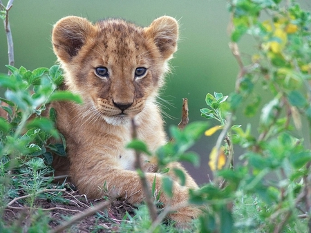 Lion in the grass. - animal, cub, lion, grass, wild, cat