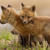 Three young foxes.