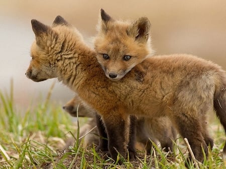 Three young foxes. - play, animal, cub, fox, flower