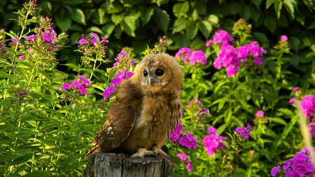 Cute owl - owl, flowers, purple, cute, lovely, sitting