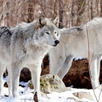 Graceful White Wolves in Snow :)