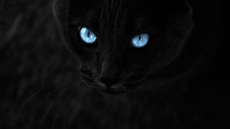 Blue Diamonds - sparkling, black cat, lovely, blue, eyes