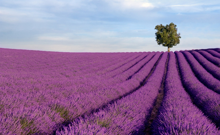 Purple fields - purple, nice, lovely, tree, fields, nature